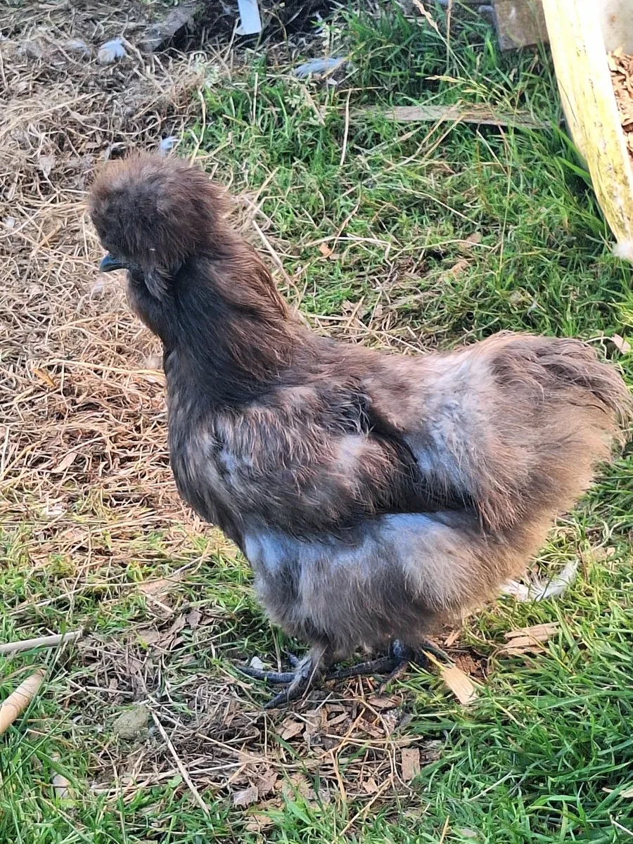 Chickens - Image 1