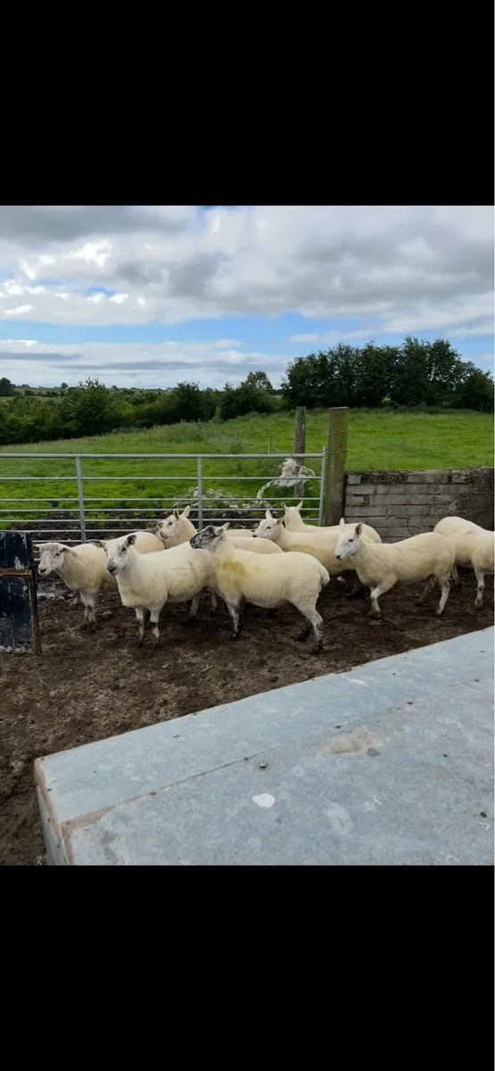 Crossbred Hoggets - Image 1