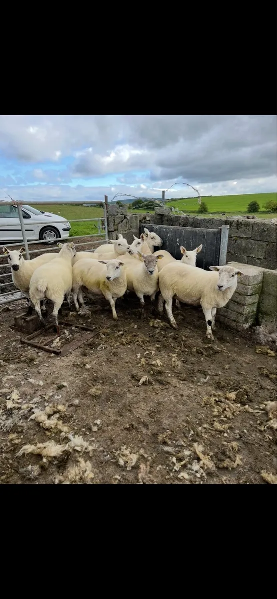 Crossbred Hoggets - Image 2