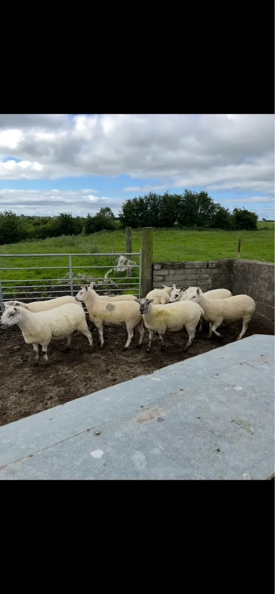 Crossbred Hoggets - Image 3
