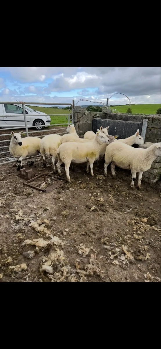 Crossbred Hoggets - Image 4