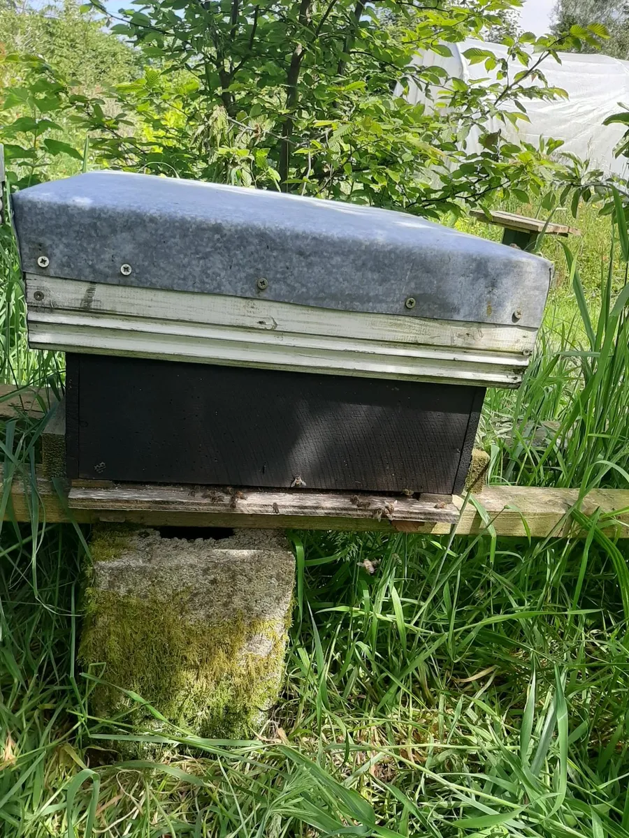 beehive