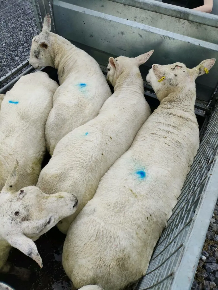 Rams - Image 1