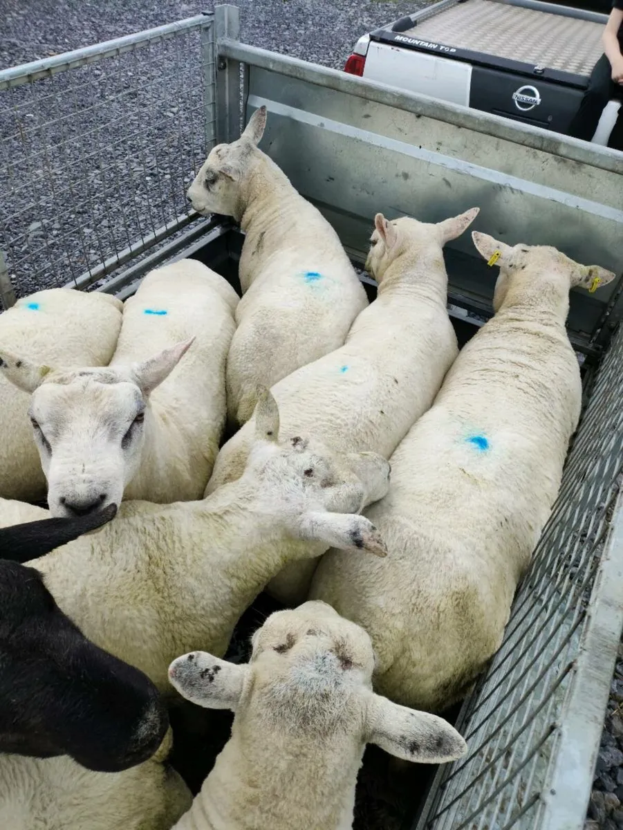 Rams - Image 2