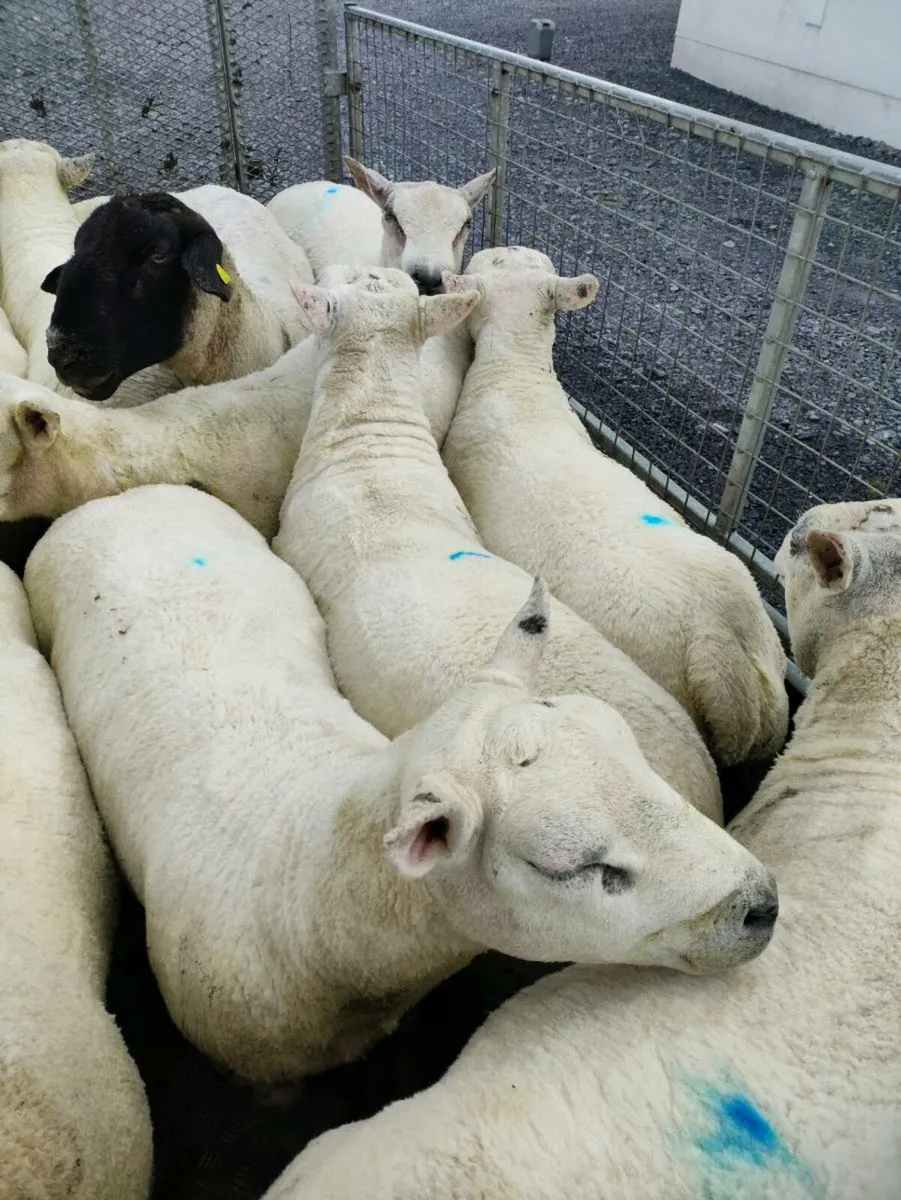 Rams - Image 4