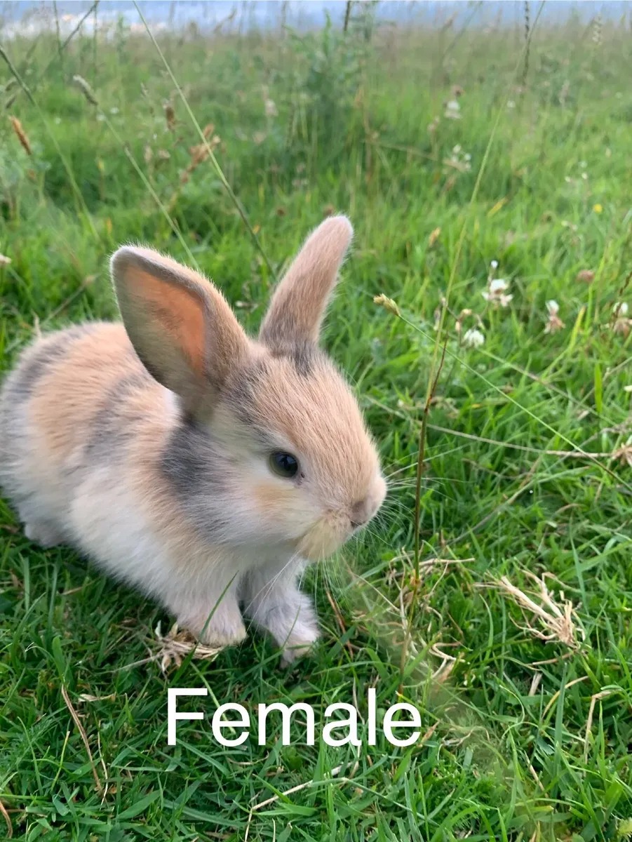 Rabbits and hutches - Image 1