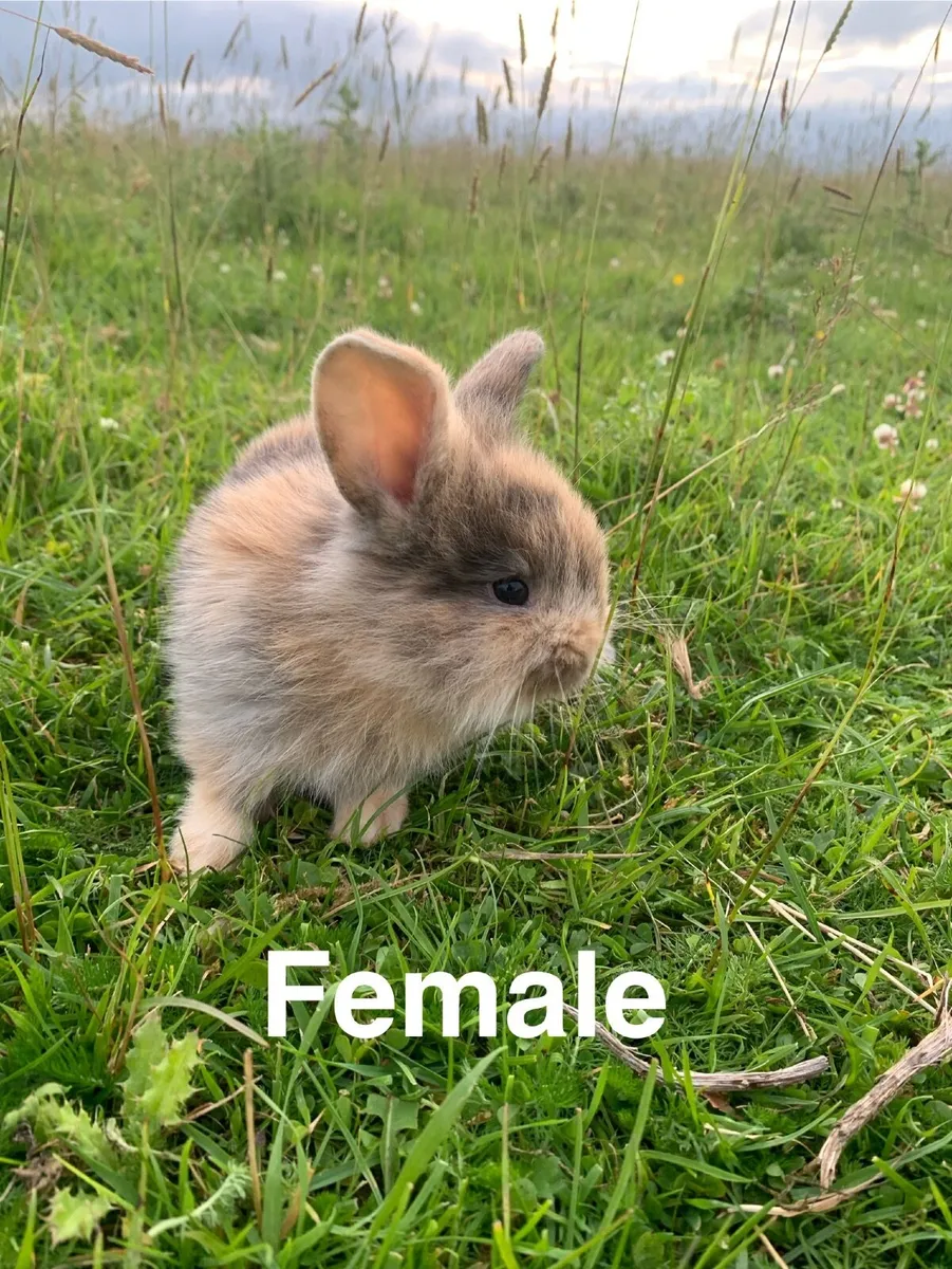 Rabbits and hutches - Image 4
