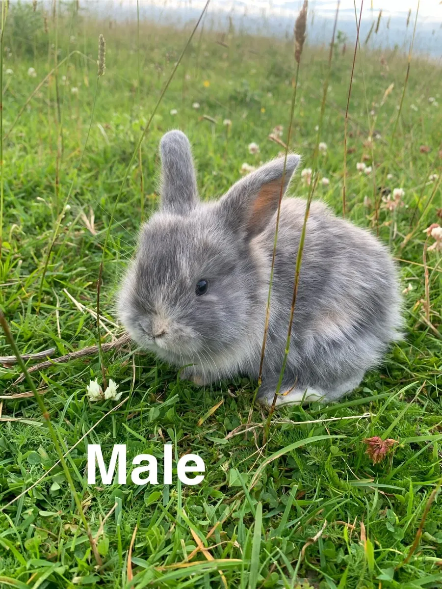 Rabbits and hutches - Image 3