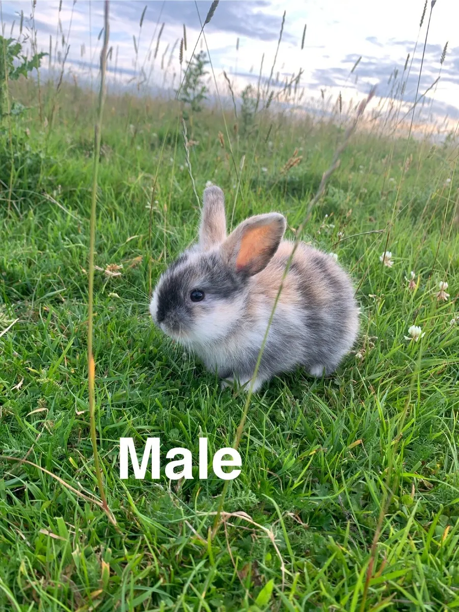 Rabbits and hutches - Image 3