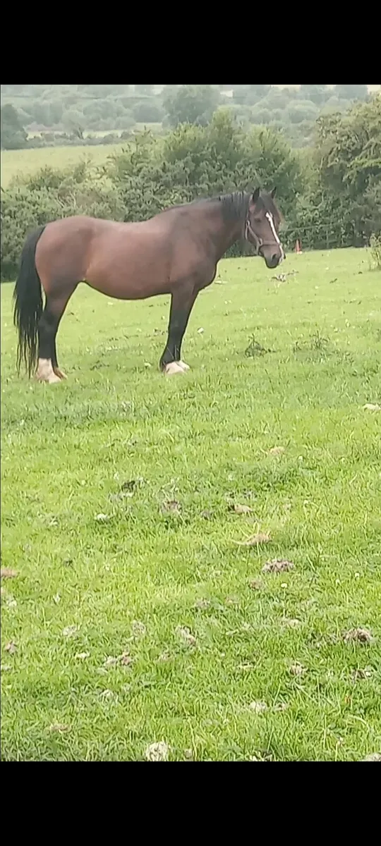 Cob pony - Image 1
