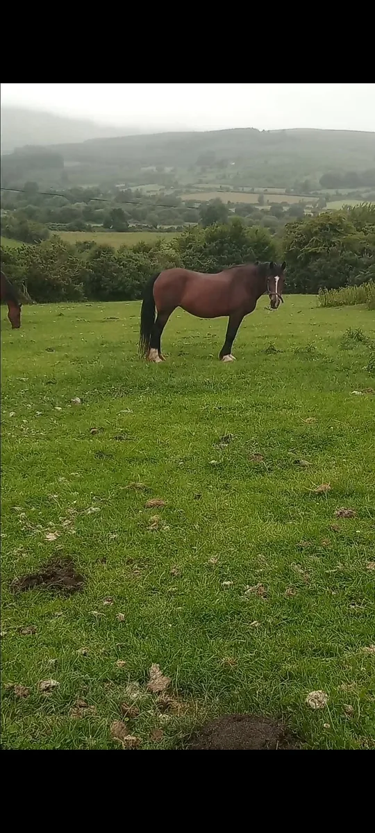 Cob pony - Image 2