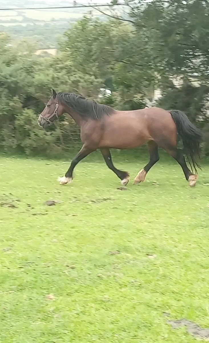 Cob pony - Image 3