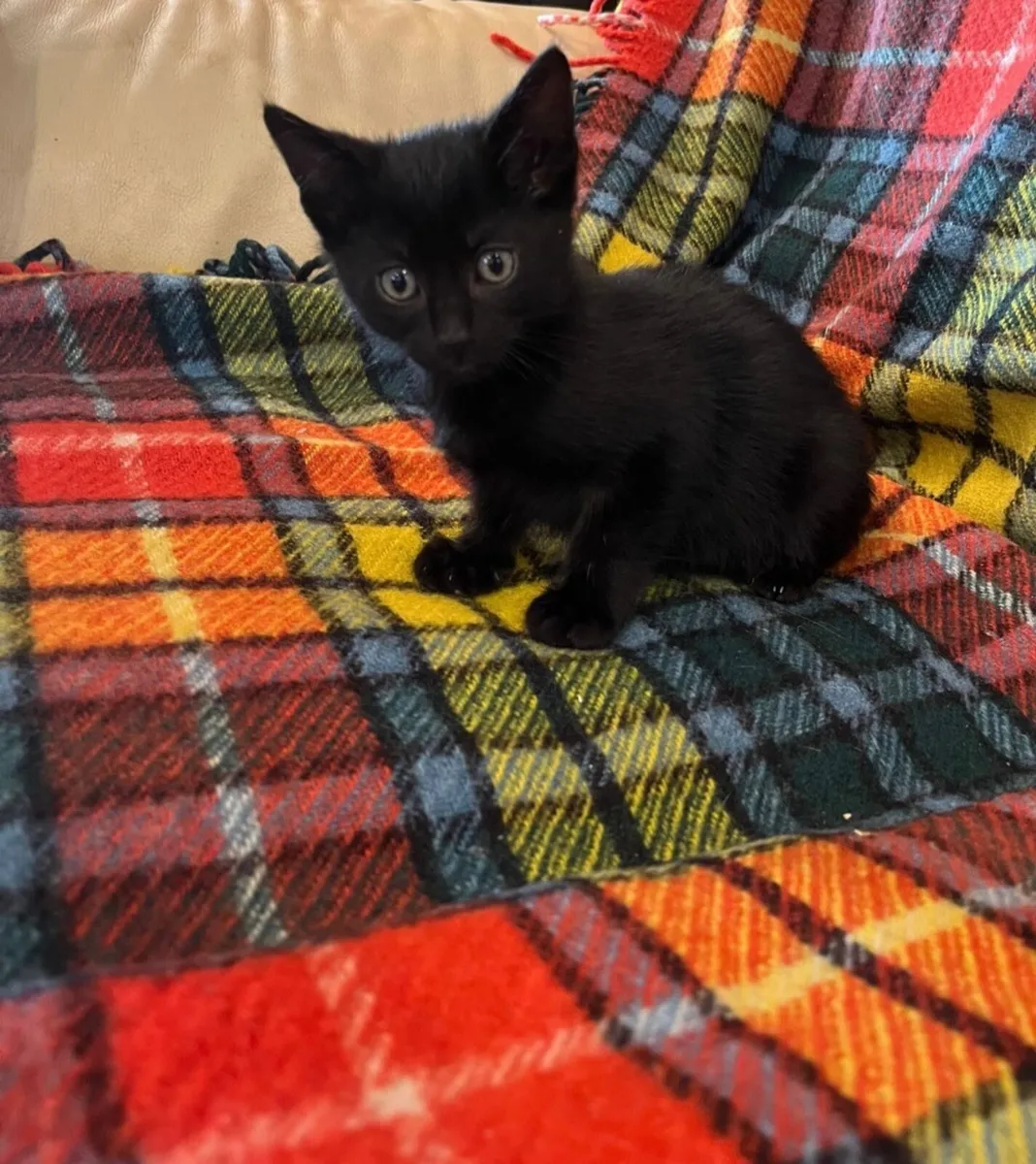 Kittens - Image 1