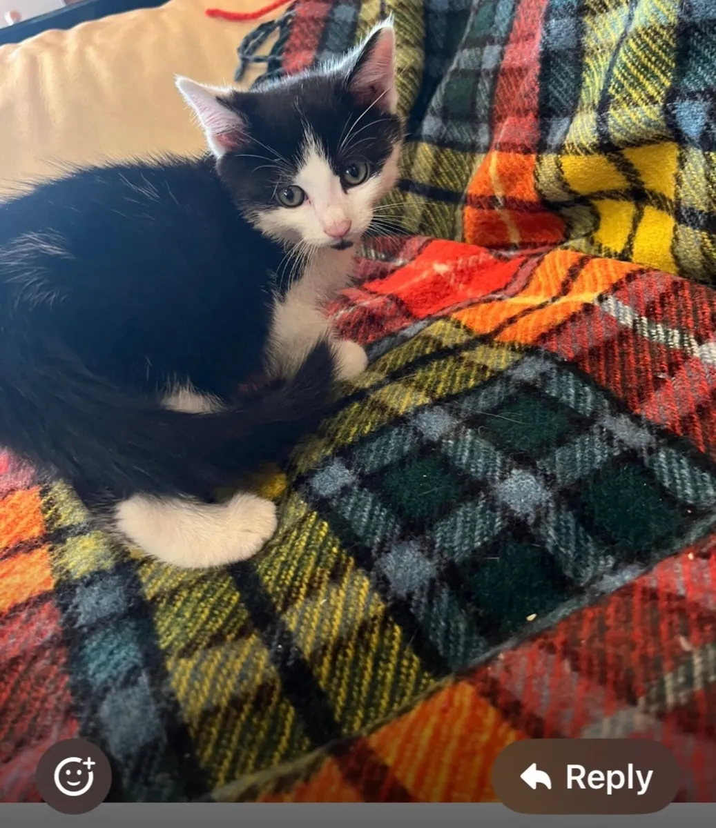 Kittens - Image 2