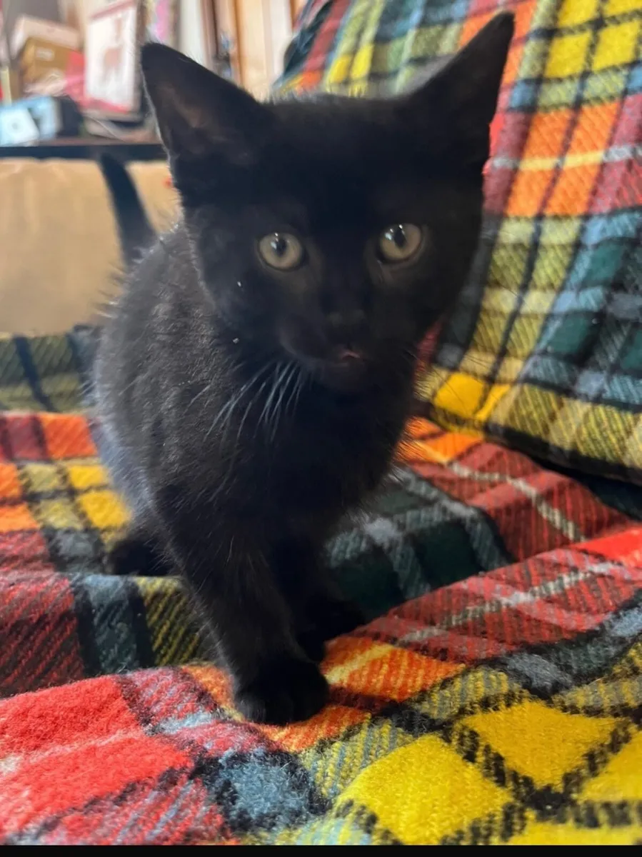 Kittens - Image 3