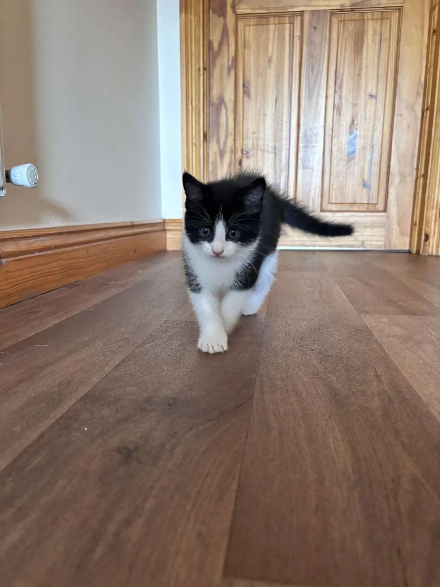 Tuxedo kittens - Image 2