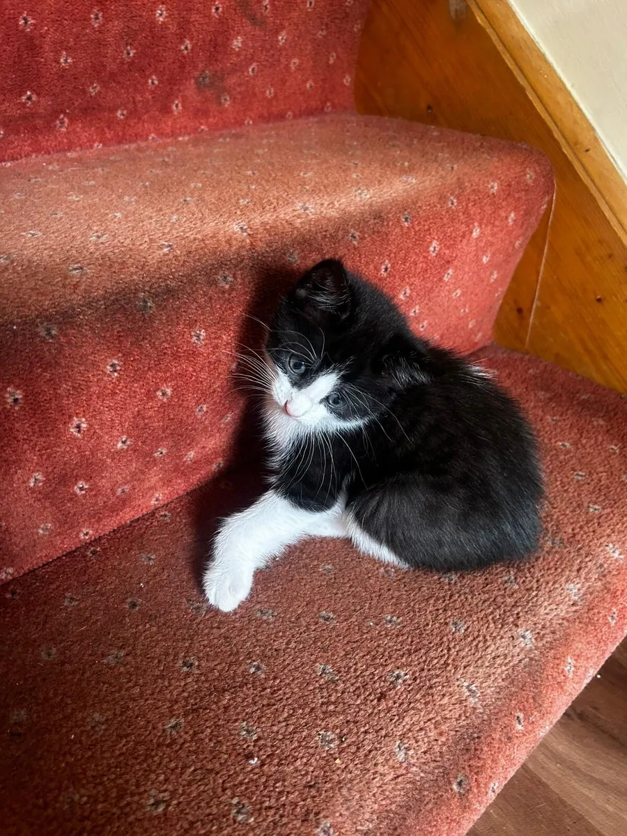 Tuxedo kittens - Image 3