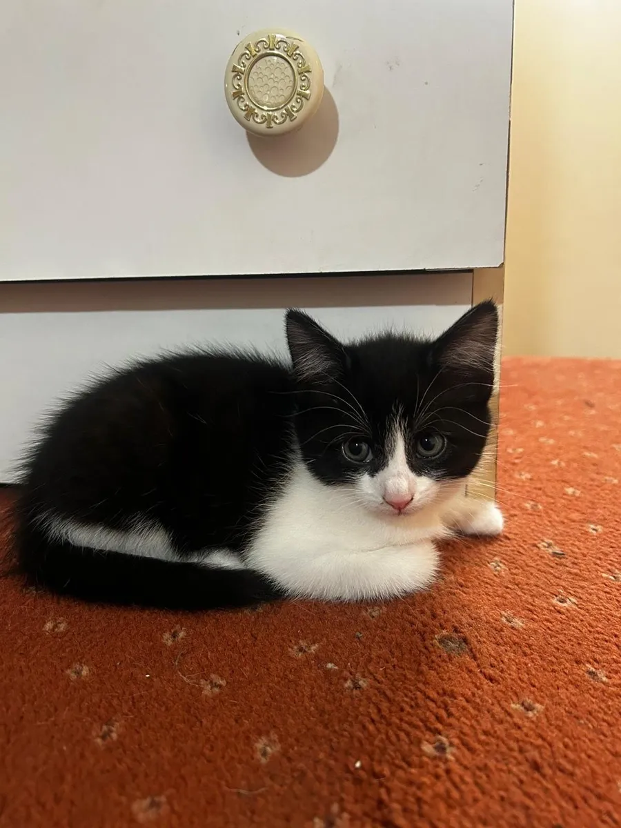 Tuxedo kittens - Image 4