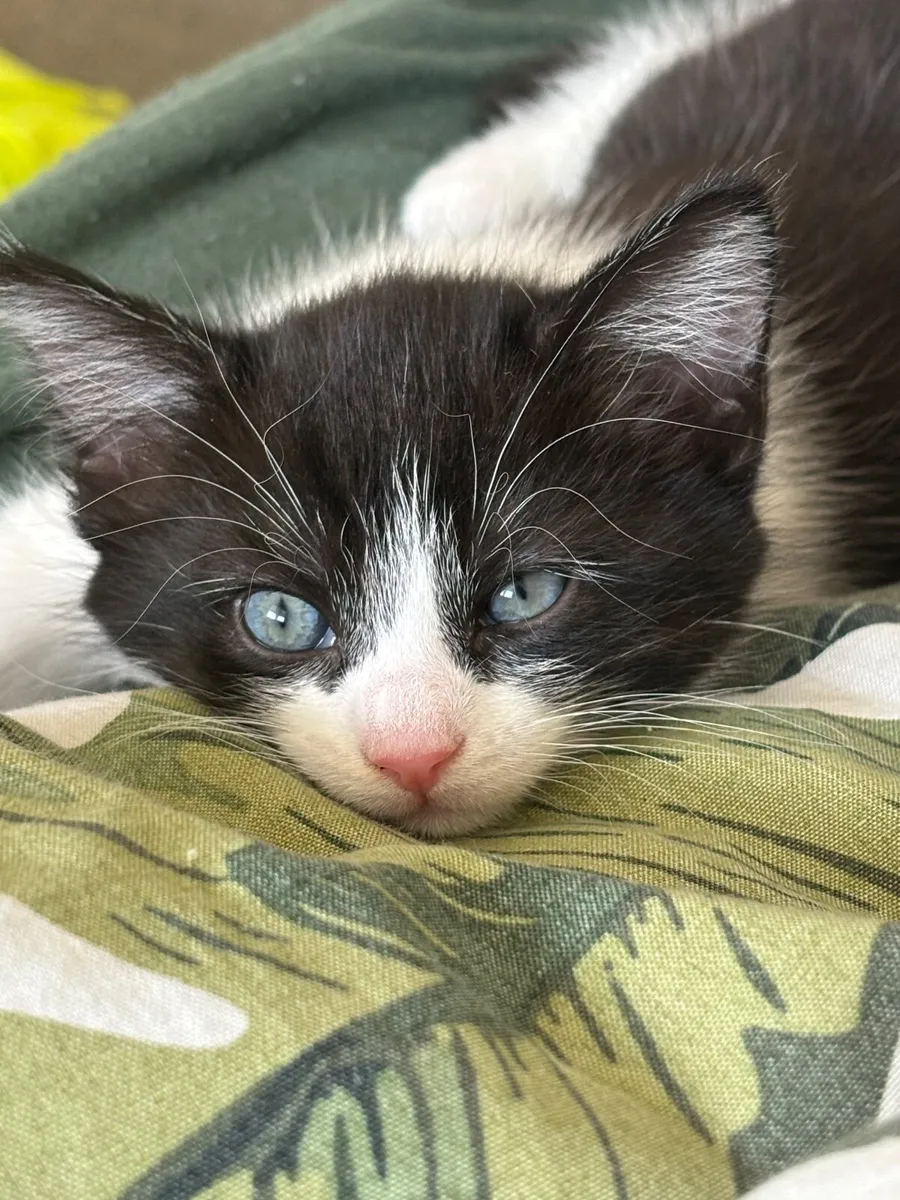 Tuxedo kittens - Image 1