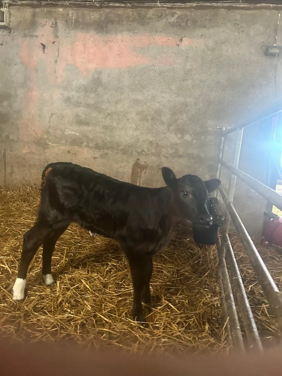 Limousine heifer calf - Image 1