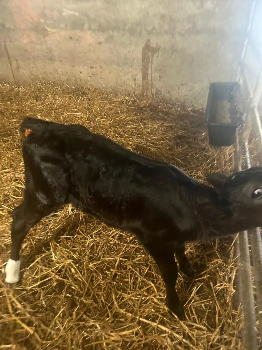 Limousine heifer calf - Image 2