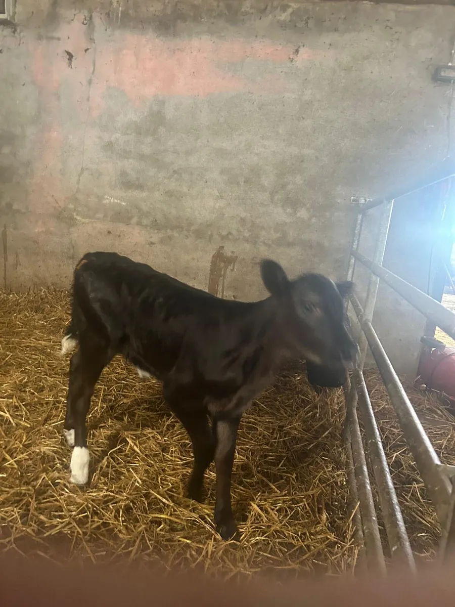 Limousine heifer calf - Image 3