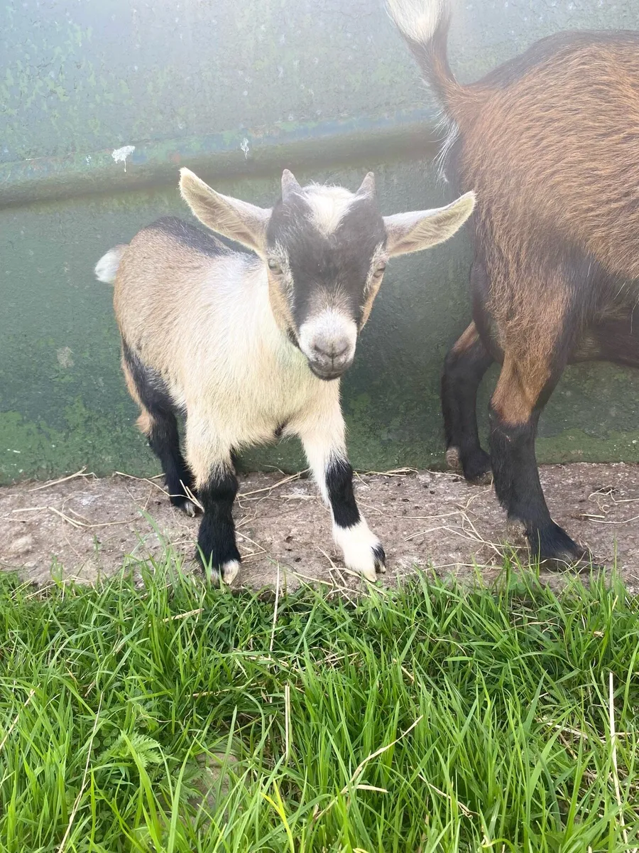 Pygmy Buck Goat - Image 4
