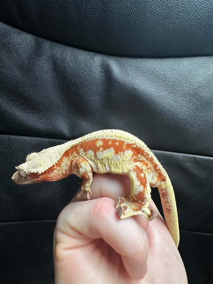 Crested gecko - Image 1