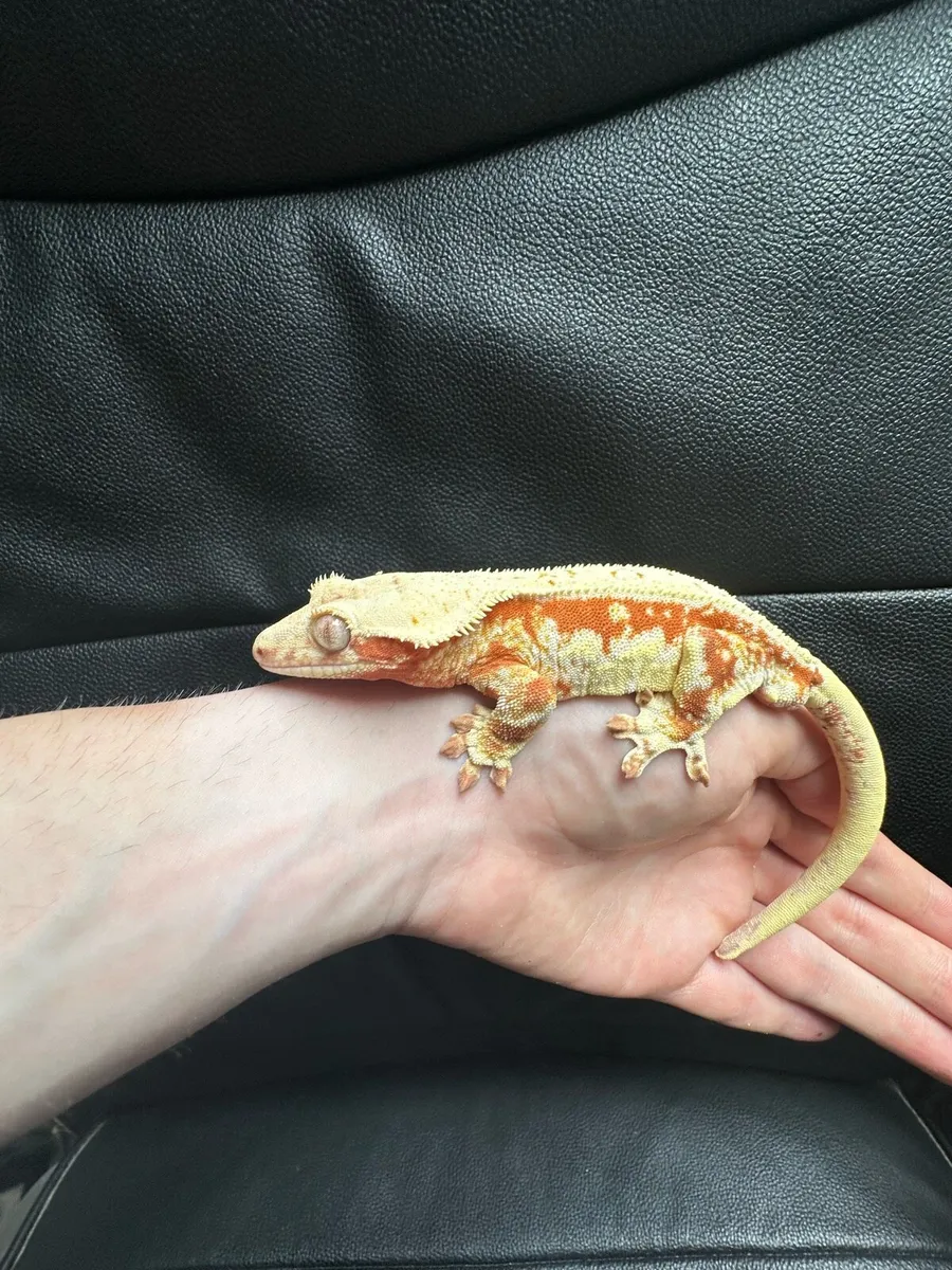 Crested gecko - Image 2
