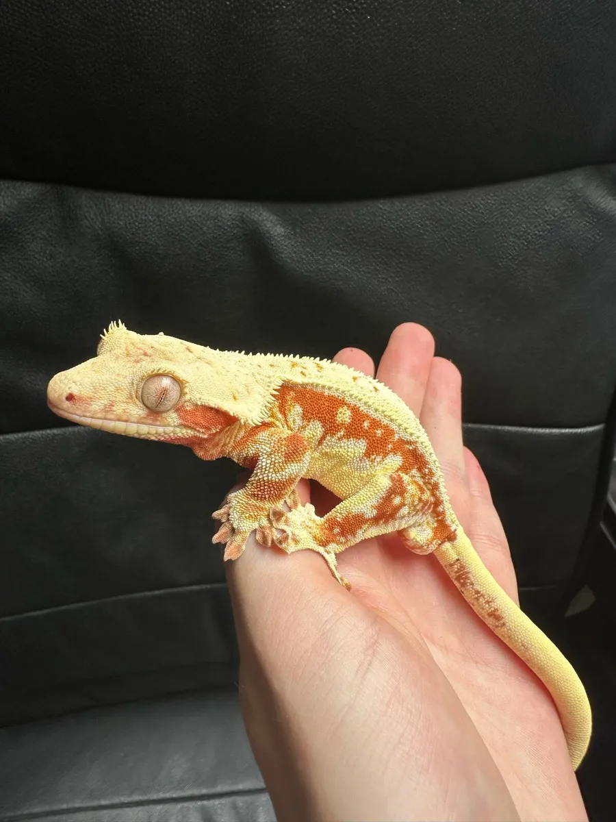 Crested gecko - Image 3