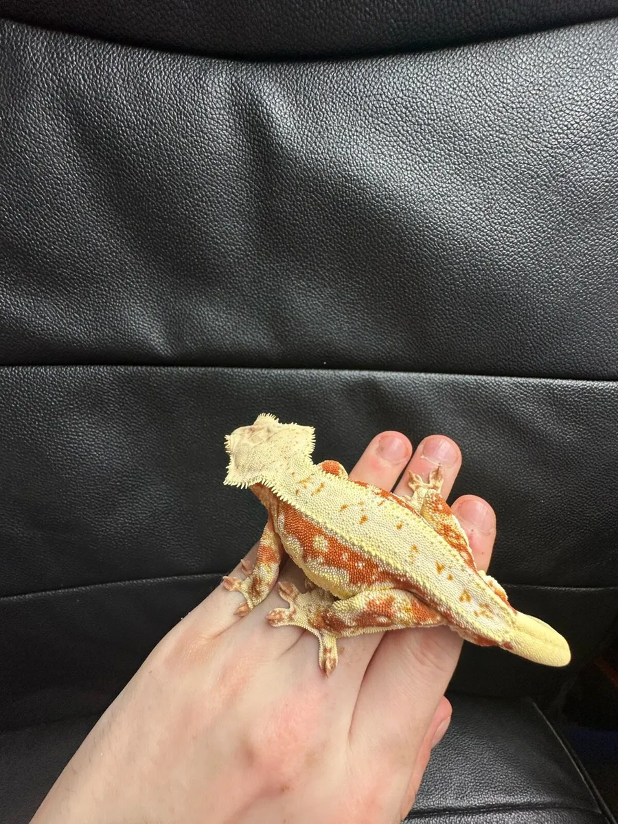 Crested gecko - Image 4