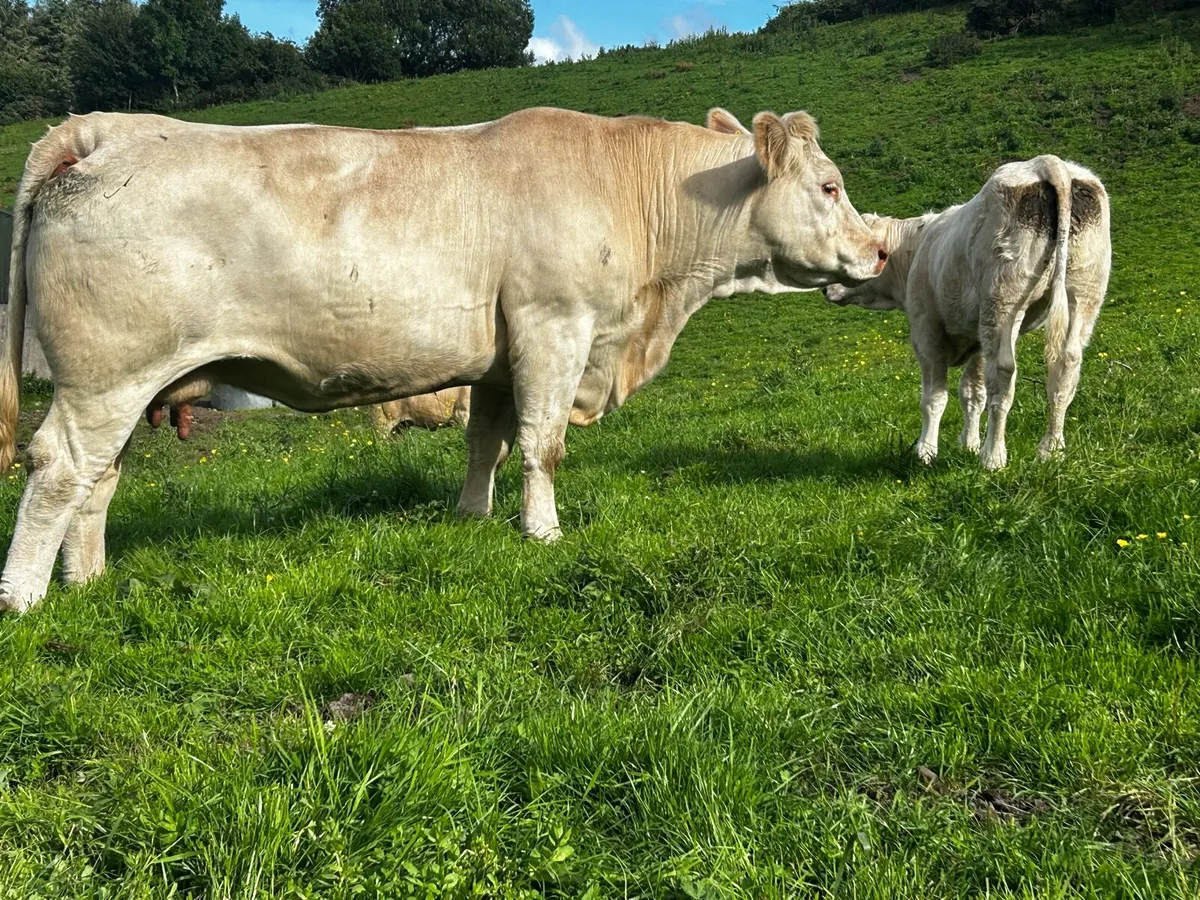 Pedigree Charolais Cow & Heifer Calf - Image 1
