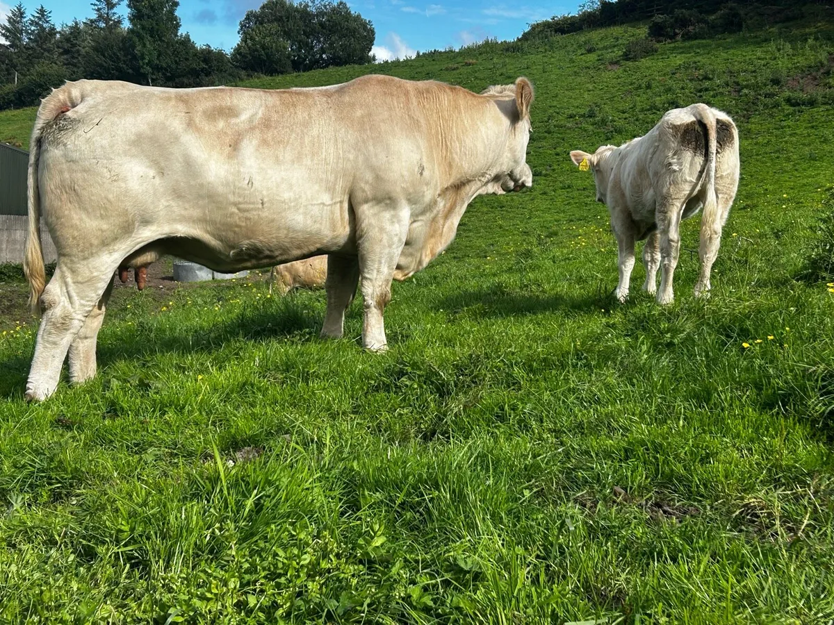 Pedigree Charolais Cow & Heifer Calf - Image 2