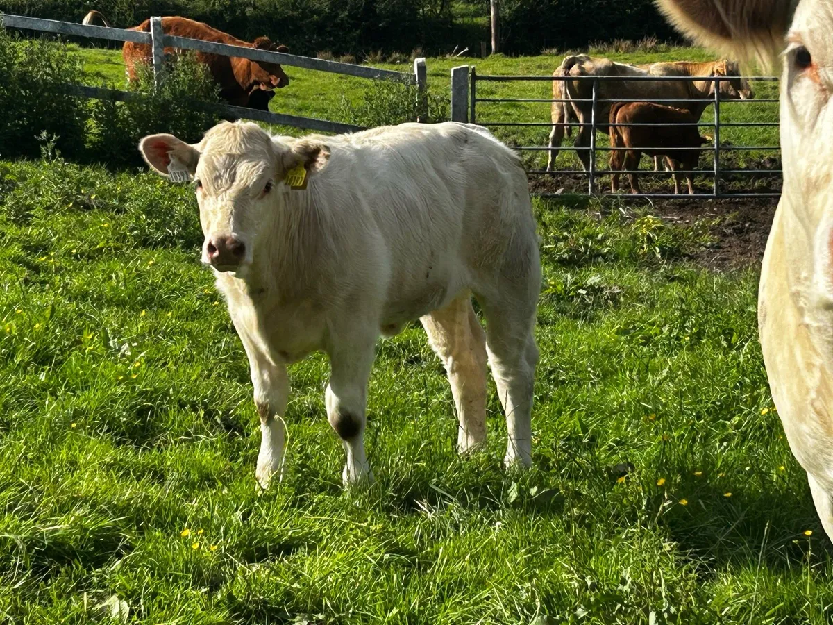 Pedigree Charolais Cow & Heifer Calf - Image 3