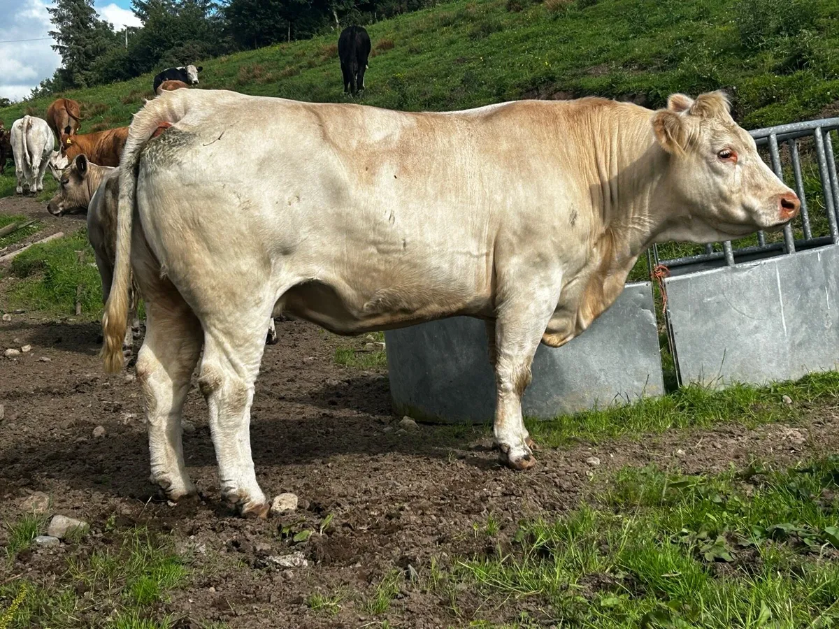 Pedigree Charolais Cow & Heifer Calf - Image 4