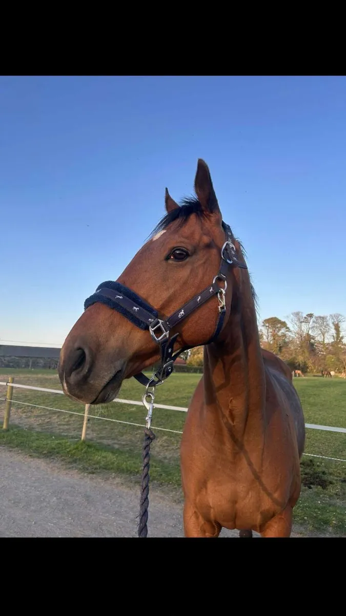16.2hh bay gelding - Image 1