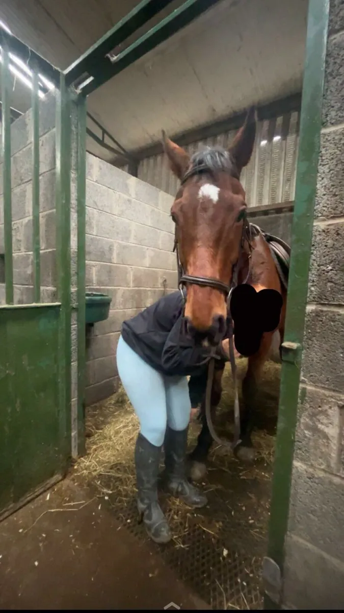 16.2hh bay gelding - Image 2