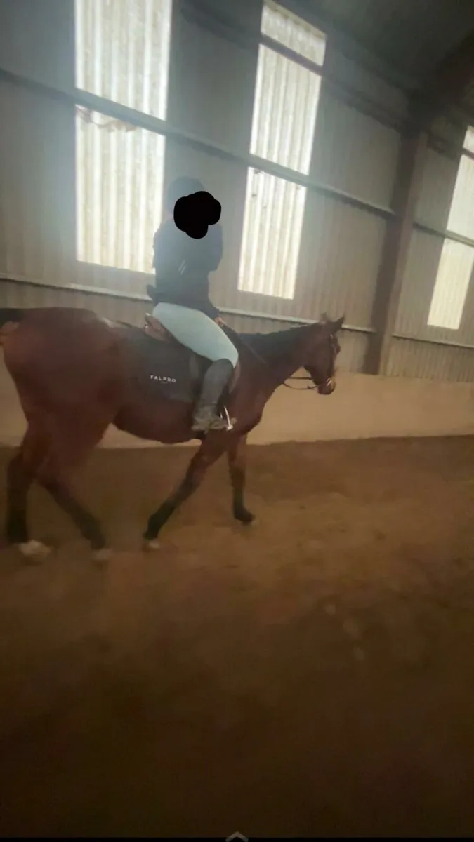 16.2hh bay gelding - Image 3