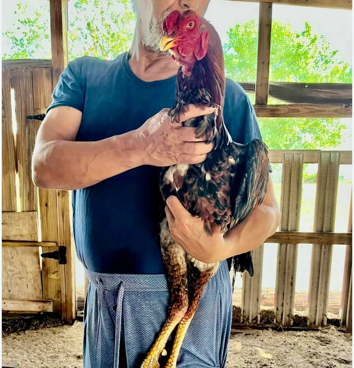 Indio Gigante and Ayem Cemani cross - Image 1