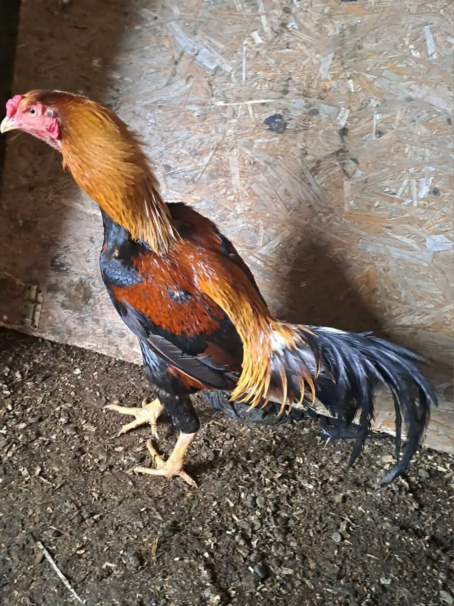 Indio Gigante and Ayem Cemani cross - Image 2