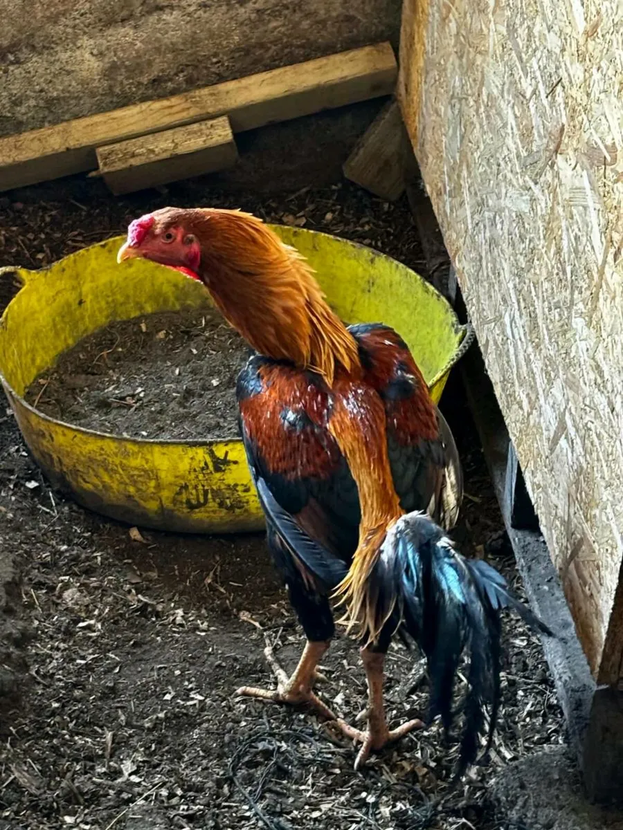 Indio Gigante and Ayem Cemani cross - Image 3