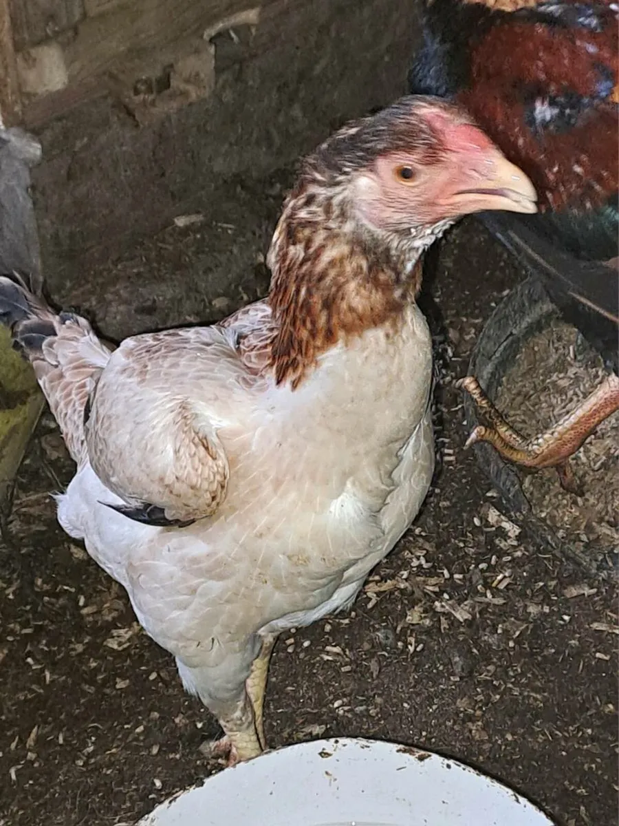 Indio Gigante and Ayem Cemani cross - Image 4