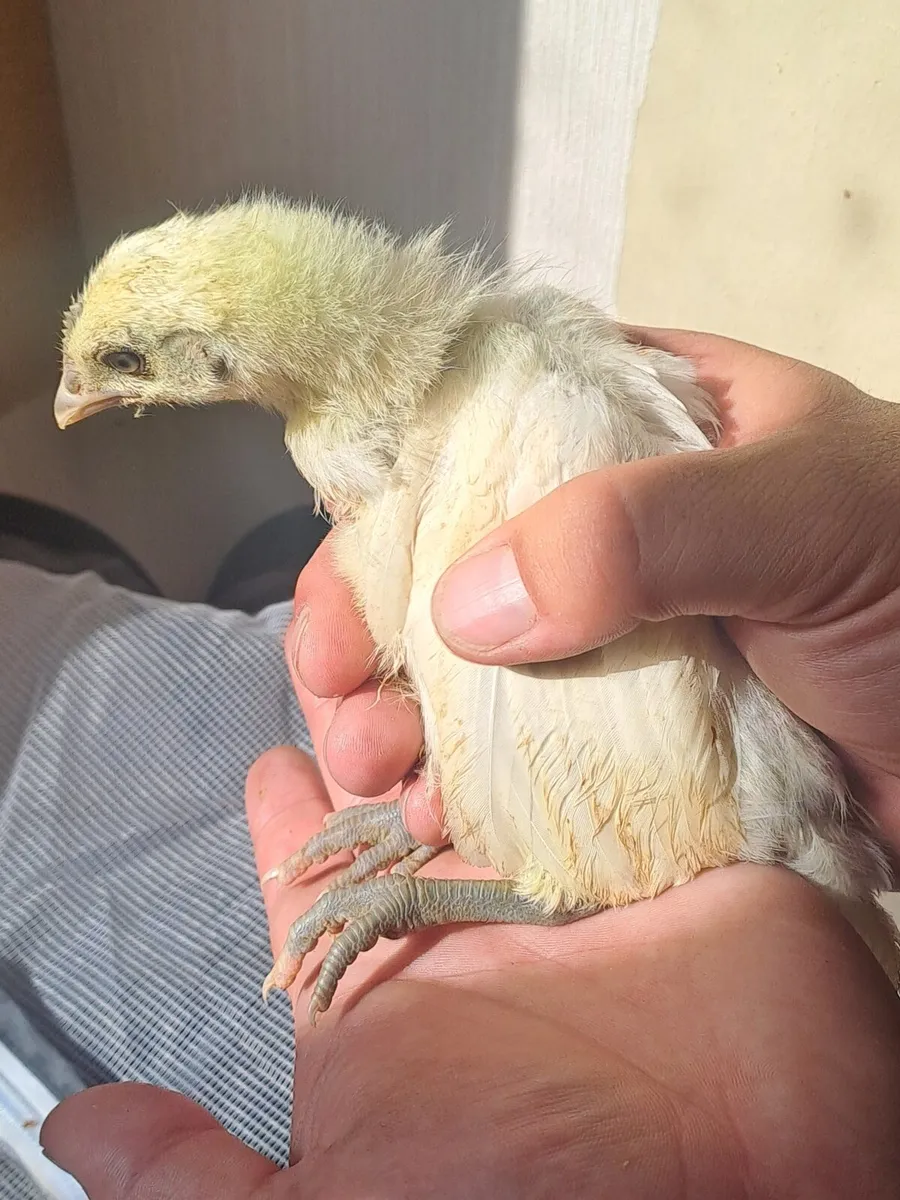 Ayem Cemani Leghorn crosses - Image 3