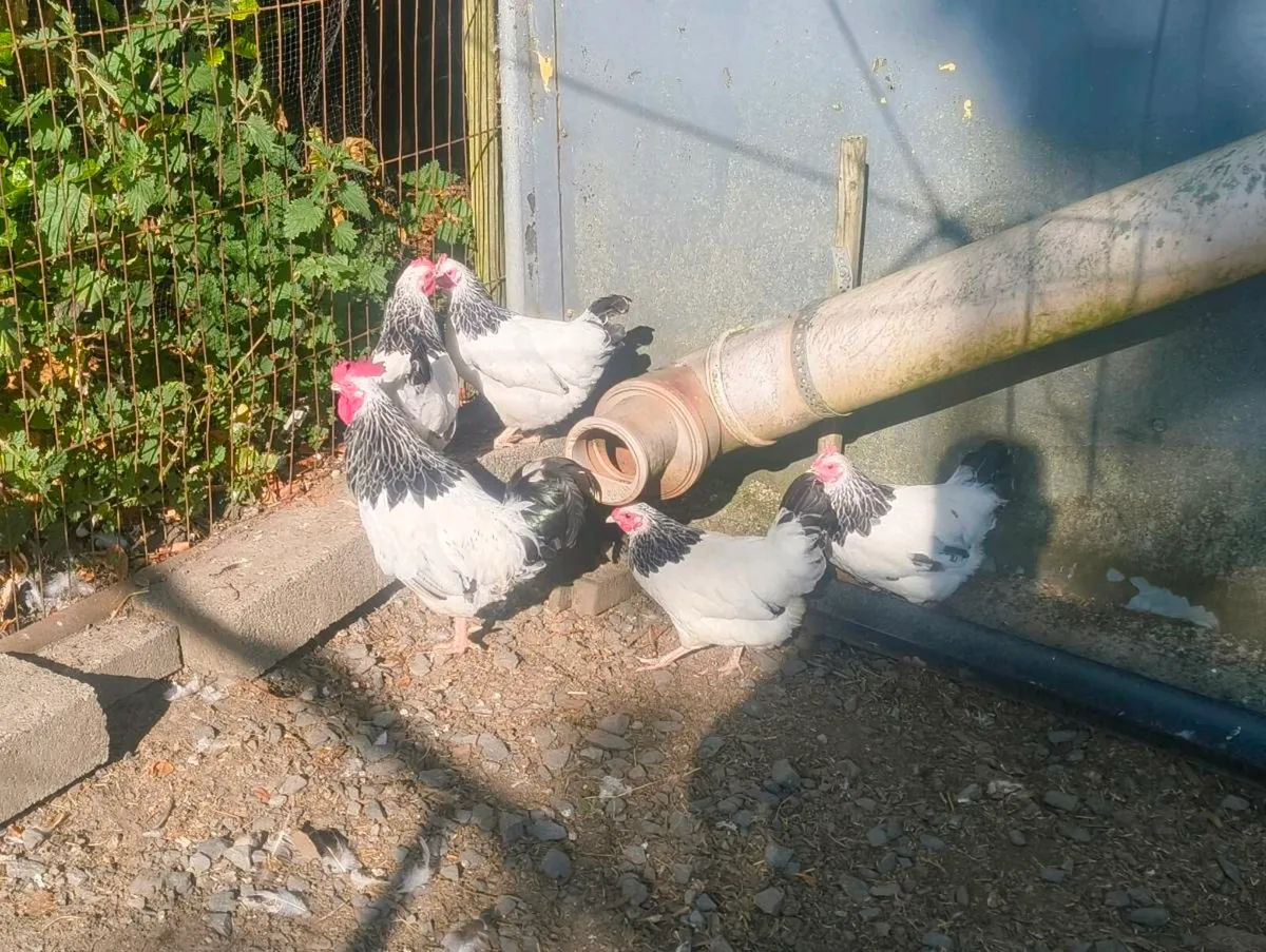 Bantam Light Sussex Hens - Image 1