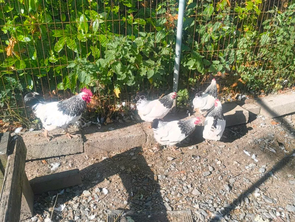Bantam Light Sussex Hens - Image 2