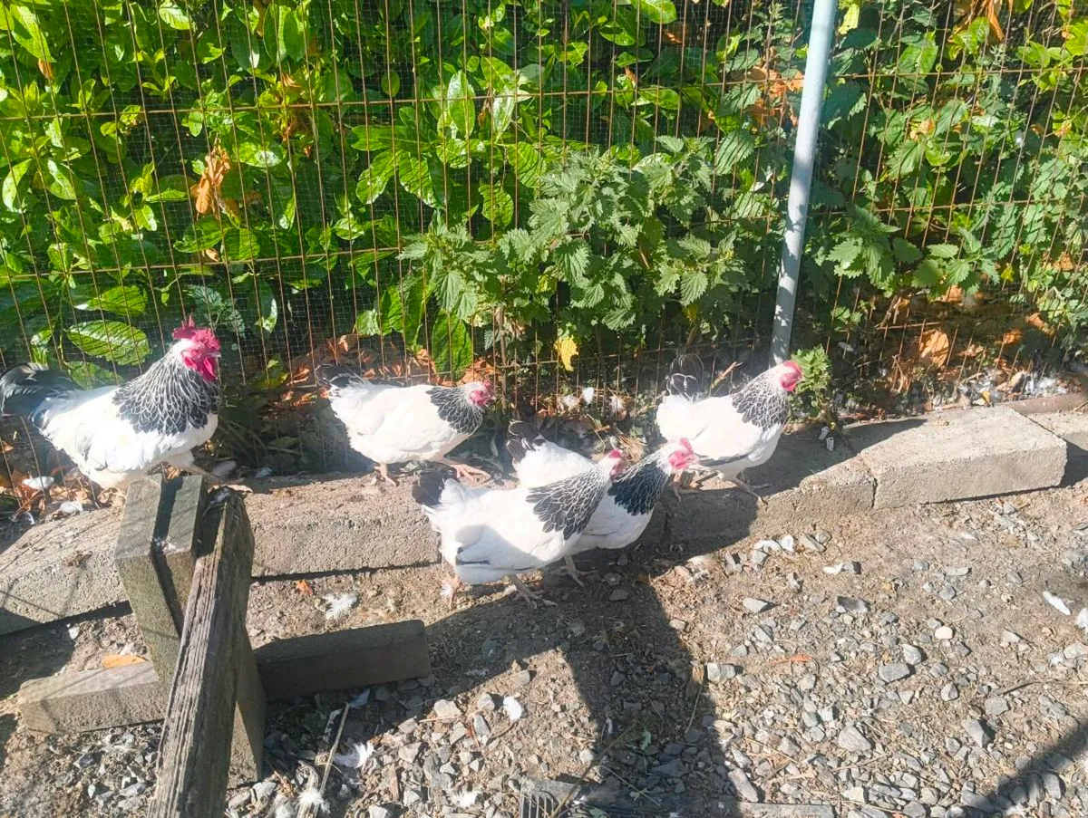 Bantam Light Sussex Hens - Image 3