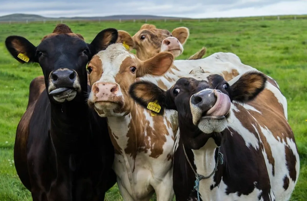 Relief Milker in LIMERICK available