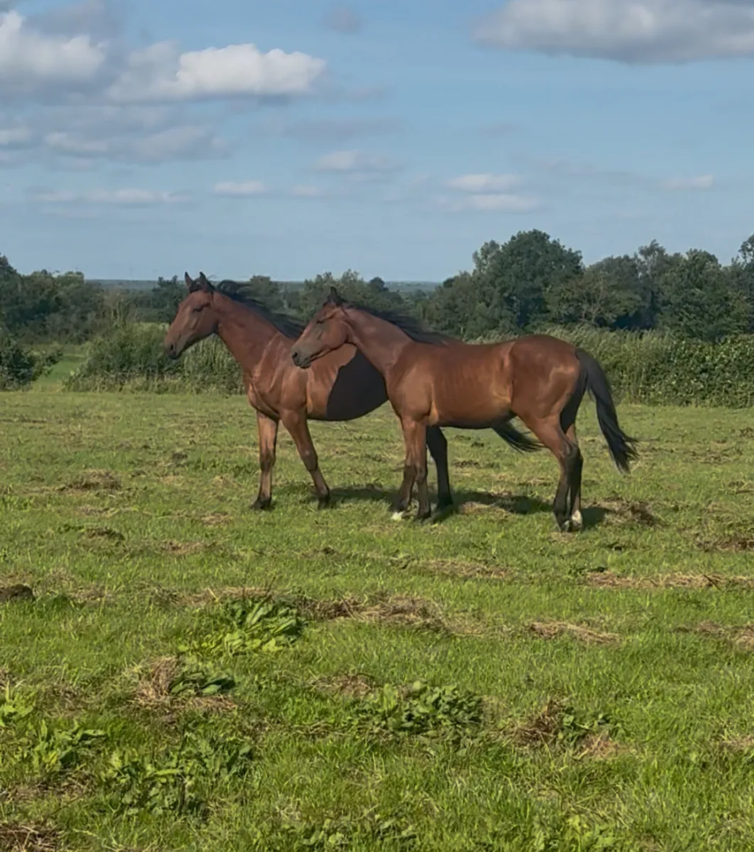 2yo ISH Colts - Image 1