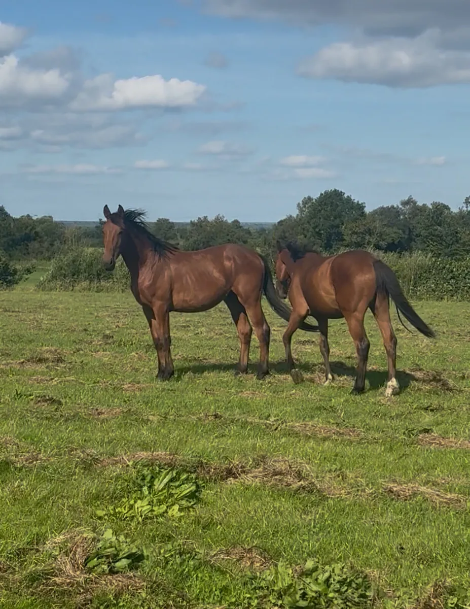 2yo ISH Colts - Image 2