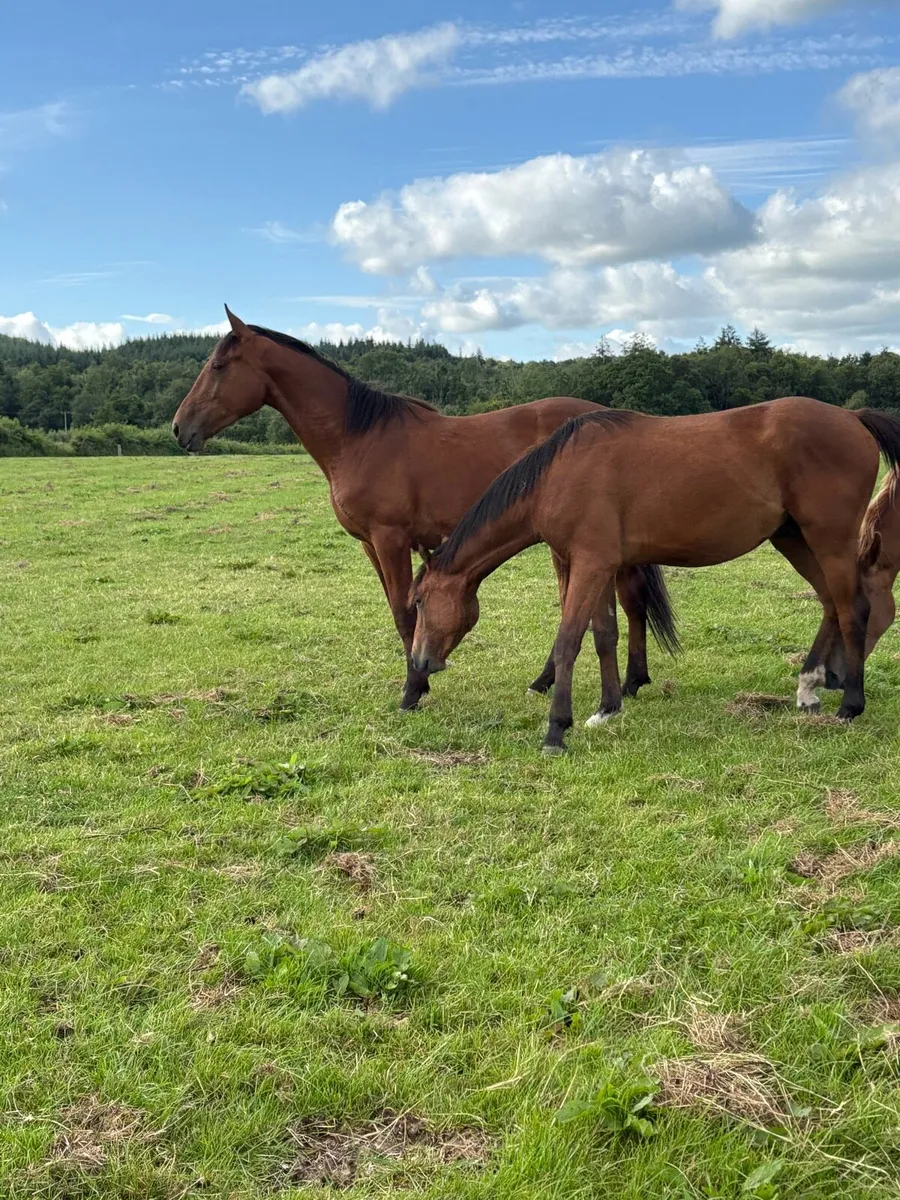 2yo ISH Colts - Image 3